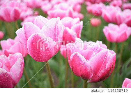 Field with beautiful pink tulips 114158719