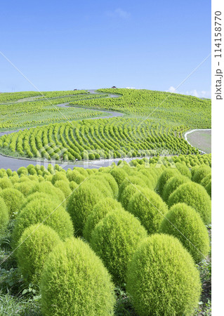 清々しい緑のコキア 114158770