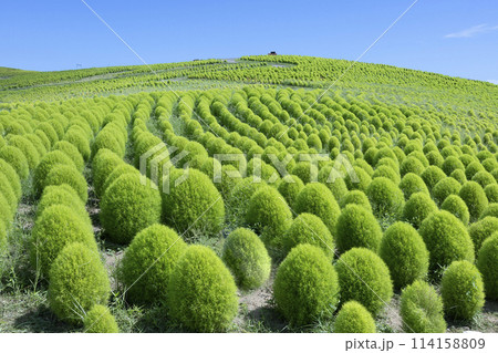 清々しい緑のコキア 114158809