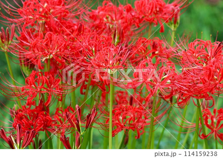 秋の彼岸の頃になると咲く不思議な花ー壱 114159238