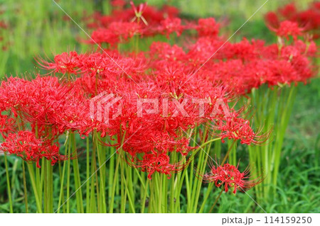 秋の彼岸の頃になると咲く不思議な花ー拾 114159250