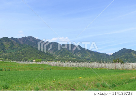 安曇野の5月　リンゴの花咲くころ 114159728