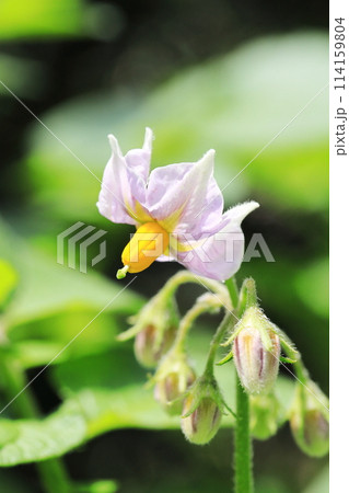 じゃがいもの花 114159804