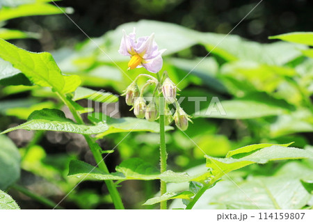 じゃがいもの花 114159807