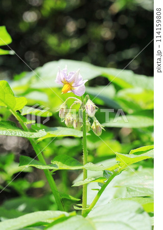 じゃがいもの花 114159808