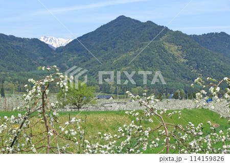 安曇野の5月 リンゴの花咲くころ 安曇野の5月 リンゴの花咲くころ 114159826