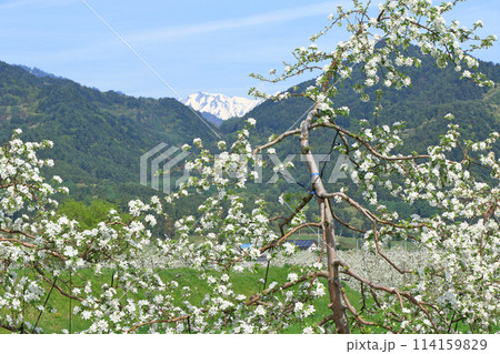 安曇野の5月 リンゴの花咲くころ 安曇野の5月 リンゴの花咲くころ 114159829
