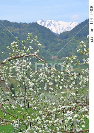 安曇野の5月　リンゴの花咲くころ 114159830