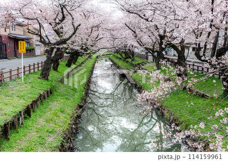 新河岸川の桜並木 114159961