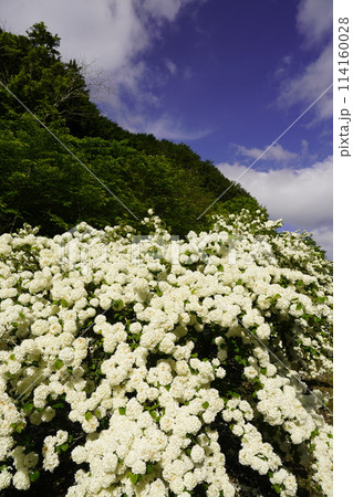 アジサイ(コデマリ)の白い花と青い空 アジサイ(コデマリ)の白い花と青い空 114160028