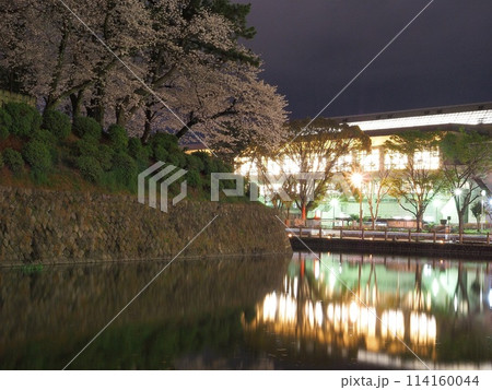 静岡県　駿府城公園の満開の夜桜　4月 114160044