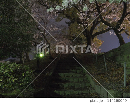静岡県 駿府城公園の満開の夜桜 4月 静岡県 駿府城公園の満開の夜桜 4月 114160049