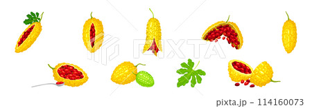 Momordica Charantia or Bitter Melon as Tropical Edible Fruit Vector Set 114160073