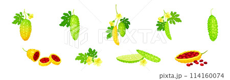 Momordica Charantia or Bitter Melon as Tropical Edible Fruit Vector Set 114160074