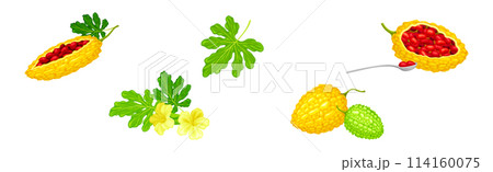 Momordica Charantia or Bitter Melon as Tropical Edible Fruit Vector Set 114160075