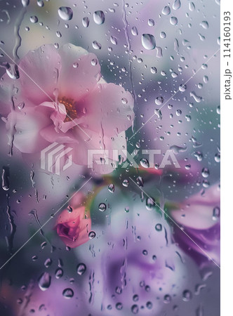 A flowers with raindrops on it A flowers with raindrops on it 114160193