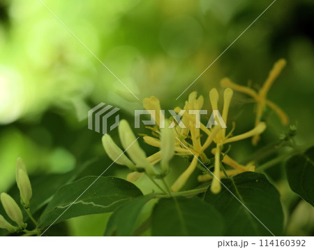 4月に咲いた金銀木（キンギンボク）の花 114160392