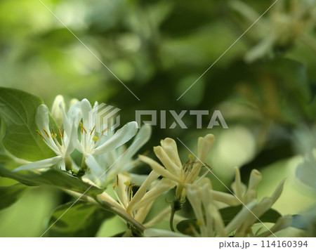 4月に咲いた金銀木(キンギンボク)の花 4月に咲いた金銀木(キンギンボク)の花 114160394