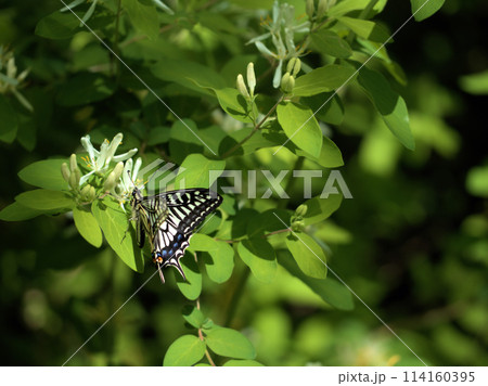 4月に咲いた金銀木(キンギンボク)の花 4月に咲いた金銀木(キンギンボク)の花 114160395