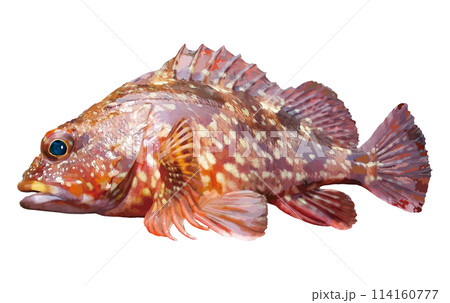 華やかな暖色系マダラカラーリングと美味で知られる釣りの人気魚種「カサゴ」のレタッチイラスト 華やかな暖色系マダラカラーリングと美味で知られる釣りの人気魚種「カサゴ」のレタッチイラスト 114160777