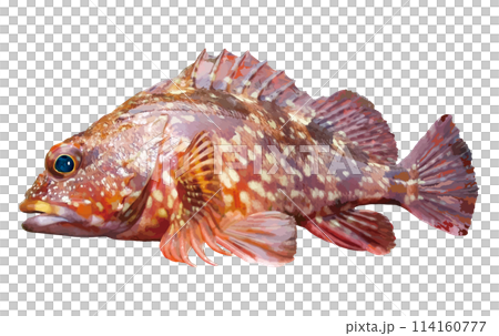 華やかな暖色系マダラカラーリングと美味で知られる釣りの人気魚種「カサゴ」のレタッチイラスト 華やかな暖色系マダラカラーリングと美味で知られる釣りの人気魚種「カサゴ」のレタッチイラスト 114160777