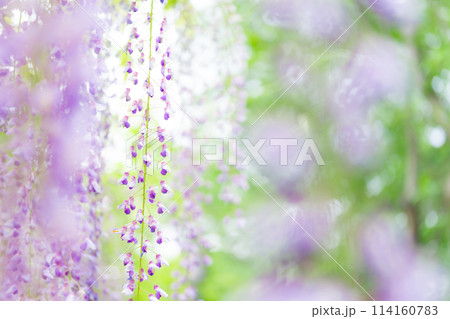 藤の花 イメージ 114160783