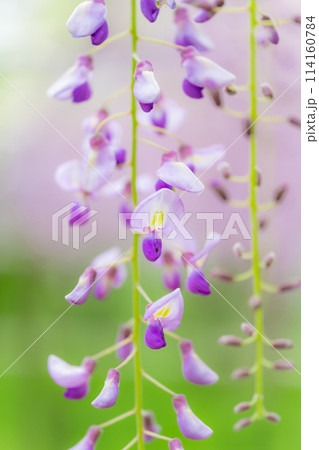 藤の花 イメージ 114160784