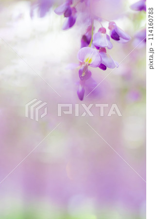 藤の花 イメージ 114160788