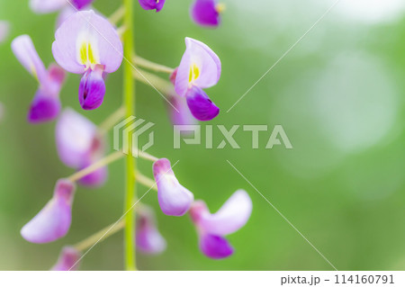 藤の花 イメージ 藤の花 イメージ 114160791