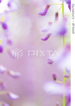 藤の花 イメージ 藤の花 イメージ 114160792