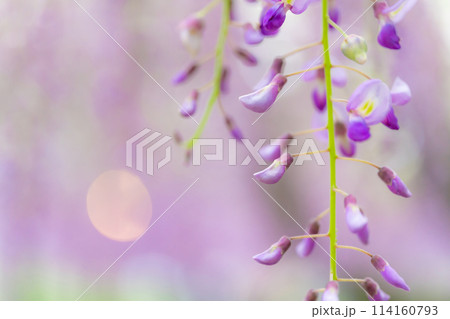 藤の花 イメージ 藤の花 イメージ 114160793