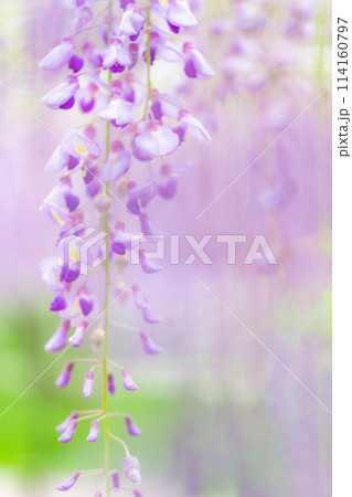 藤の花 イメージ 藤の花 イメージ 114160797
