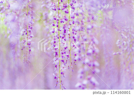 藤の花 イメージ 114160801