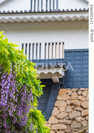 春の岡崎公園、満開の五万石ふじ〈愛知県岡崎市〉 春の岡崎公園、満開の五万石ふじ〈愛知県岡崎市〉 114160969