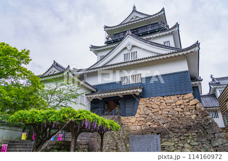 春の岡崎公園、満開の五万石ふじ〈愛知県岡崎市〉 春の岡崎公園、満開の五万石ふじ〈愛知県岡崎市〉 114160972