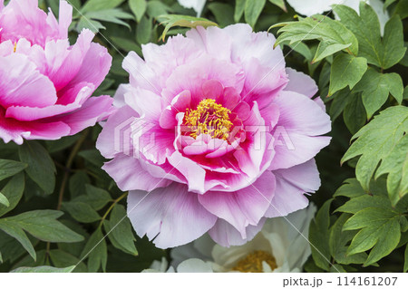 金蛇水神社の牡丹園と藤の花 114161207
