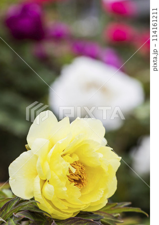 金蛇水神社の牡丹園と藤の花 114161211