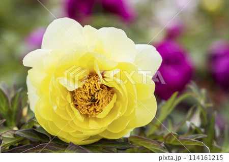 金蛇水神社の牡丹園と藤の花 114161215