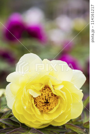 金蛇水神社の牡丹園と藤の花 114161217