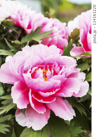 金蛇水神社の牡丹園と藤の花 114161220