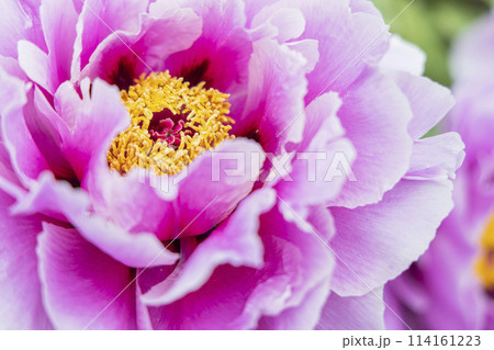金蛇水神社の牡丹園と藤の花 114161223