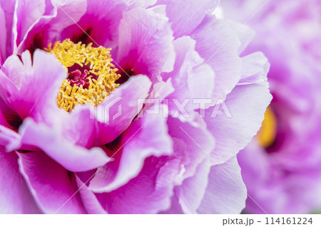 金蛇水神社の牡丹園と藤の花 114161224