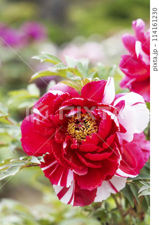金蛇水神社の牡丹園と藤の花 114161230