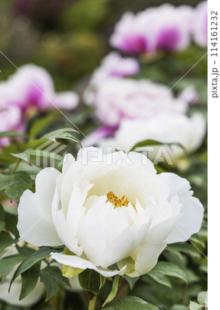 金蛇水神社の牡丹園と藤の花 114161232