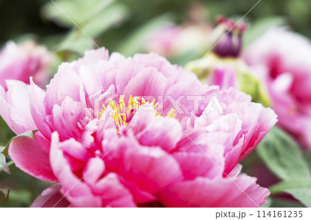 金蛇水神社の牡丹園と藤の花 金蛇水神社の牡丹園と藤の花 114161235
