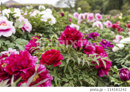 金蛇水神社の牡丹園と藤の花 114161242