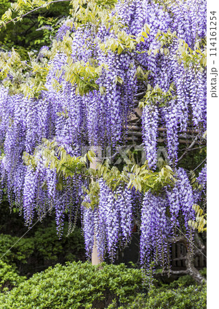金蛇水神社の牡丹園と藤の花 金蛇水神社の牡丹園と藤の花 114161254