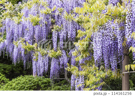 金蛇水神社の牡丹園と藤の花 114161256