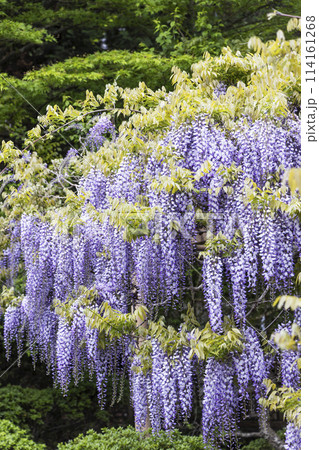 金蛇水神社の牡丹園と藤の花 114161268