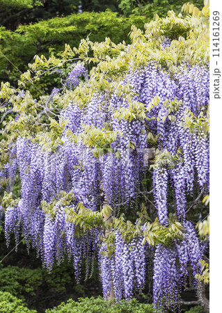 金蛇水神社の牡丹園と藤の花 金蛇水神社の牡丹園と藤の花 114161269